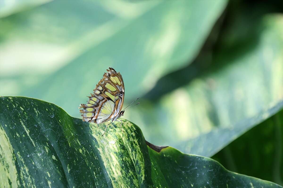 Şebi Arus için gelenler Konya’nın ünlü mekanında huzur bulacak 12